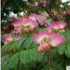 合歡樹苗皮帶 絨花樹 馬纓花 園林綠化工程苗木