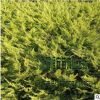大量批發(fā)供應(yīng) 沙地柏 綠化工程灌木 品種齊全 量多價(jià)格優(yōu)惠