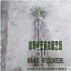 大量供應(yīng)批發(fā)黃楊 灌木 綠化工程苗木品種齊全 量多價(jià)優(yōu)
