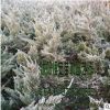 大量供應(yīng)龍柏苗 龍柏球 綠化隔離帶 工程苗木品種齊全 量多價(jià)優(yōu)