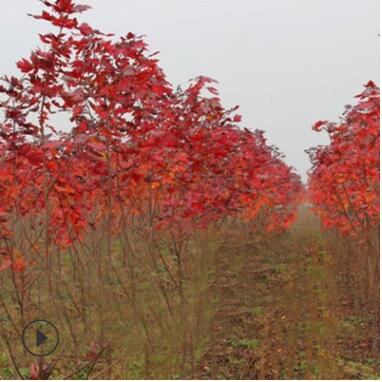 基地直銷中國紅楓樹 嫁接紅楓三季紅中國紅楓 常年紅楓樹自產自銷