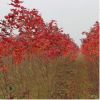 基地直銷中國(guó)紅楓樹 嫁接紅楓三季紅中國(guó)紅楓 常年紅楓樹自產(chǎn)自銷