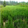 批發(fā)蜀檜小苗 蜀檜球 高速公路中央隔離帶蜀檜球規(guī)格齊全量大優(yōu)惠