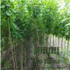 苗圃批發(fā)榆葉梅樹綠化工程 叢生樹行道樹 獨(dú)桿 庭院美化品種全