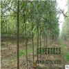 苗圃直銷竹柳樹價格 綠化工程 竹柳樹銷售 竹柳行道樹 1-20cm