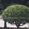大葉黃楊球