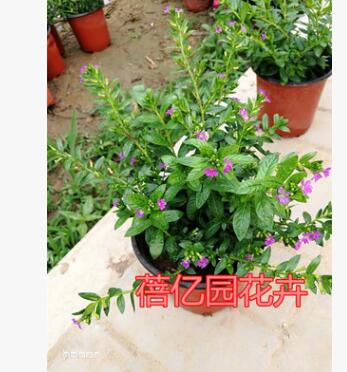 批發室內綠植花卉盆栽 草本植物滿天星花苗 盆栽 滿天星帶花苞