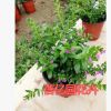 批發(fā)室內(nèi)綠植花卉盆栽 草本植物滿天星花苗 盆栽 滿天星帶花苞