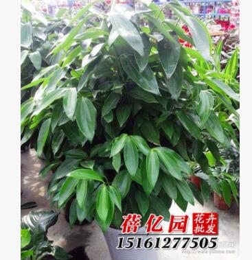 批發綠寶平安樹 幸福樹 室內客廳大型植物盆景栽 吸甲醛