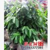 批發(fā)綠寶平安樹 幸福樹 室內(nèi)客廳大型植物盆景栽 吸甲醛