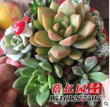多肉植物 多肉組合盆栽 每盆7-8棵