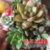 多肉植物 多肉組合盆栽 每盆7-8棵