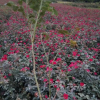 沭陽紅帽月季基地紅帽月季價格報價