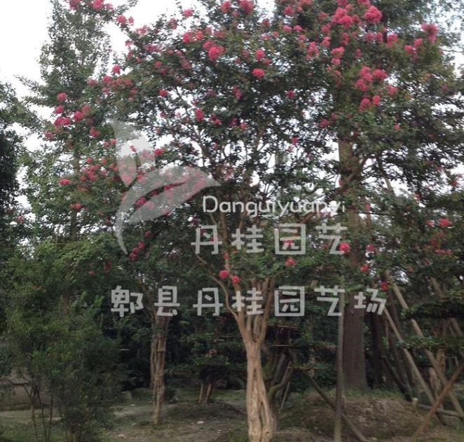 供應大紅異形紫薇