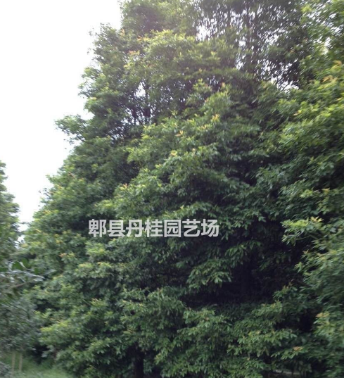 楨楠 楨楠大樹 小葉楨楠 細葉楨楠