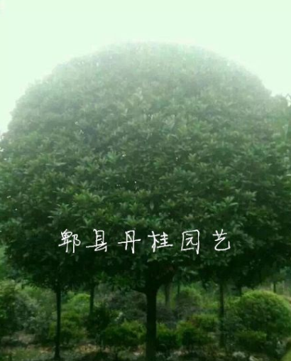 供應大紅朱砂桂