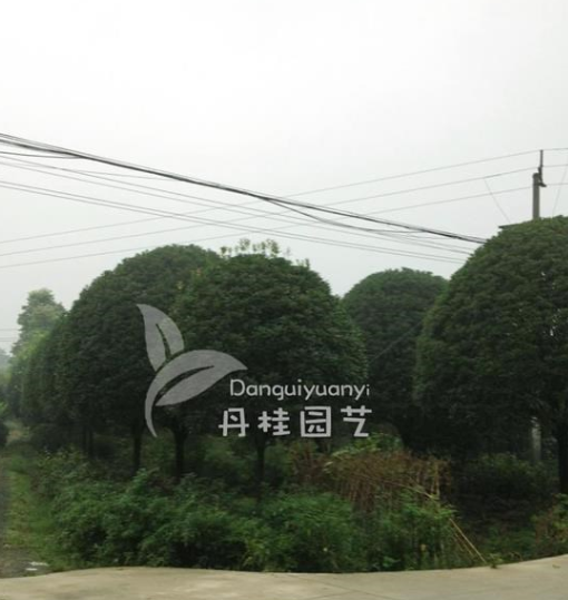 供應精品朱砂桂 八月桂 金桂