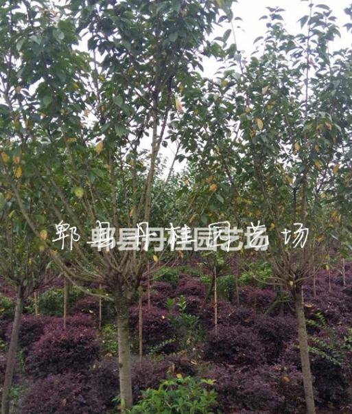 供應櫻花