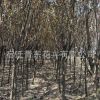 紫葉李樹苗綠化苗木色塊綠籬行道點(diǎn)綴庭院觀賞量大從優(yōu)紫葉李
