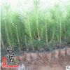 大量批發優質綠化樹苗 黑松小苗 黑松樹苗 四季常青植物 量大從優