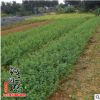 基地批發迎春花苗 供應優質迎春花苗銷售工程用苗 量大從優