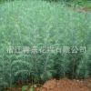 雪松樹苗綠化苗木行道點綴四季常青庭院種植量大從優雪松樹苗直銷