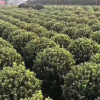 大葉黃楊球