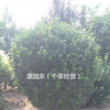 大葉黃楊球-山東招遠(yuǎn)自家種植大葉黃楊球--量大