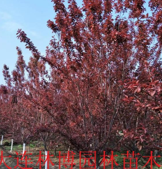 遼寧大連花園口 紅葉李