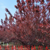 遼寧大連花園口 紅葉李