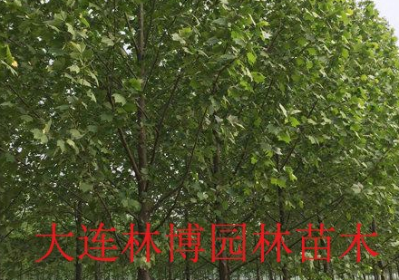 遼寧大連花園口 法桐