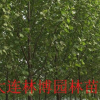 遼寧大連花園口 法桐