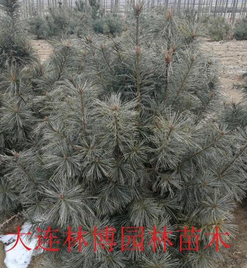 遼寧大連花園口 紅松
