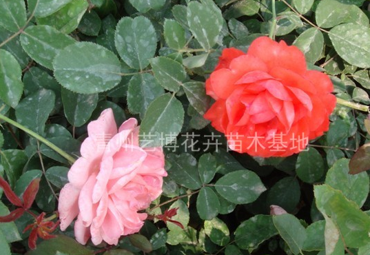 超低價供應各種月季
