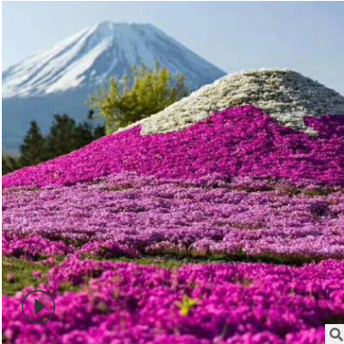 叢生福祿考 營養袋芝櫻花 盆栽福祿考 花?；刂惫┒嗌? title=