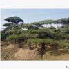 園林小區(qū)造型松 造型樹價格 供應(yīng)造型泰山松黑松油松