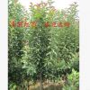 苗木基地供應(yīng) 易成活海棠小苗 庭院栽種觀賞風(fēng)景北美海棠小苗