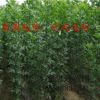 大量精品白蠟小苗出售 綠化白蠟小苗 白蠟苗基地