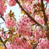 櫻花樹價格供應(yīng)3公分5公分8公分10公分各類規(guī)格櫻花樹 園林小區(qū)種