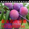 李子苗批發(fā) 優(yōu)質(zhì)品種 廠家直銷