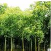 優(yōu)質(zhì)雷竹苗 竹子 竹子苗 規(guī)格齊全