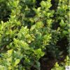 供應(yīng)大小葉扶芳藤綠化苗木、庭院常見的覆蓋植物