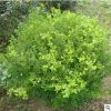基地供應(yīng)小葉黃楊球 工程綠化常綠籬笆植物 瓜子黃楊球量大優(yōu)惠