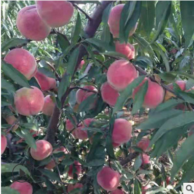 苗圃常年出售品種純易成活桃樹苗 現挖現賣規格全映霜紅桃樹苗