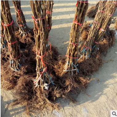基地供應金瑞園藝獼猴桃苗 海沃德紅陽黃金果二年大苗獼猴桃樹苗