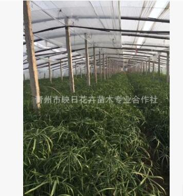 青州水生植物批發 盆栽旱傘草 水竹 風車草 改善水質 河道綠化