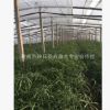 青州水生植物批發 盆栽旱傘草 水竹 風車草 改善水質 河道綠化