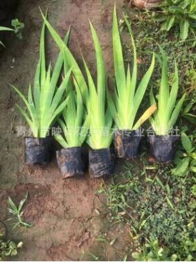 青州花卉 鮮花批 水生植物批發鳶尾 黃花常綠 濕地綠化 鳶尾盆栽