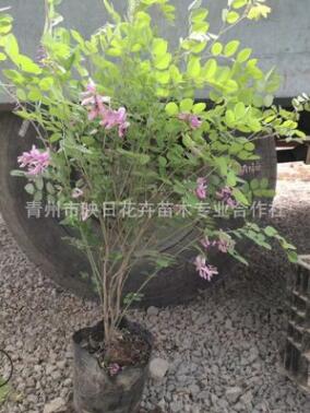 山東花卉苗木多花木藍盆栽基地批發直立灌木優惠山坡草地 耐寒旱