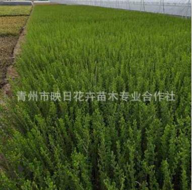 水蠟盆栽青州花卉苗木產地貨源直銷植物耐寒旱水蠟苗綠化盆栽批發